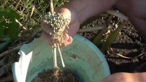 Как собрать  семена лука. Сбор чернушки