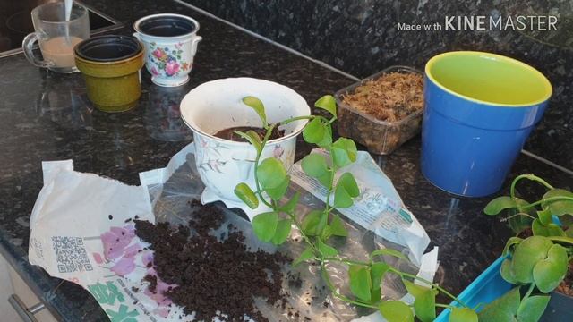 Dischidia update and repot смотреть онлайн