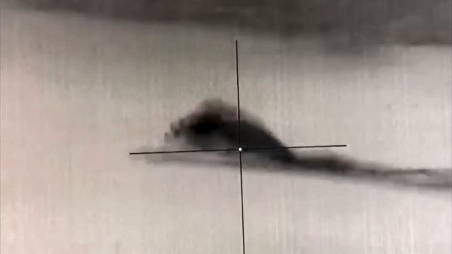 Зимняя охота на кабана с вышки. В этом году в угодьях развели много кабана, все кормушки на 5! смотреть онлайн