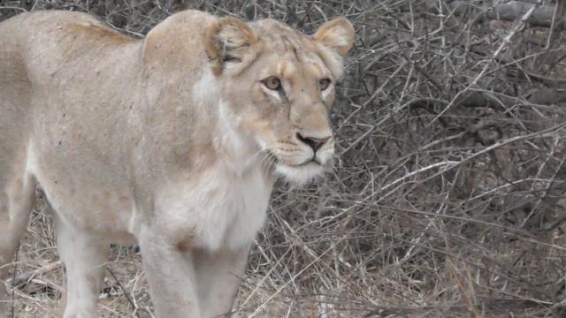 2 Lions jump out of tree and fail with hunting attempt. смотреть онлайн