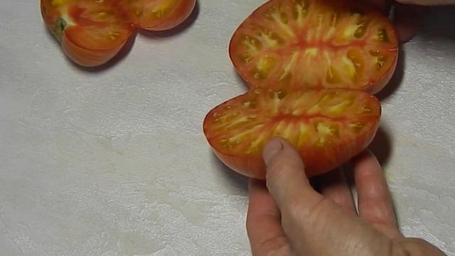 Томат DSA гном. Тест зрелых плодов.