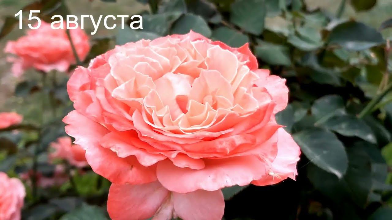 Лоран Каброль и Эмильен Гийо - две француженки смотреть онлайн