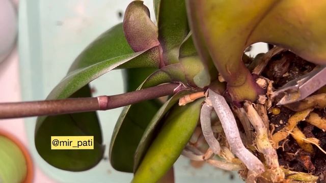 КУПИЛА ОРХИДЕЮ, ЖЕЛТЕЮТ НИЖНИЕ ЛИСТЬЯ И ГНИЮТ КОРНИ. ПЕРЕСАДКА С РЕАНИМАЦИЕЙ!!! смотреть онлайн