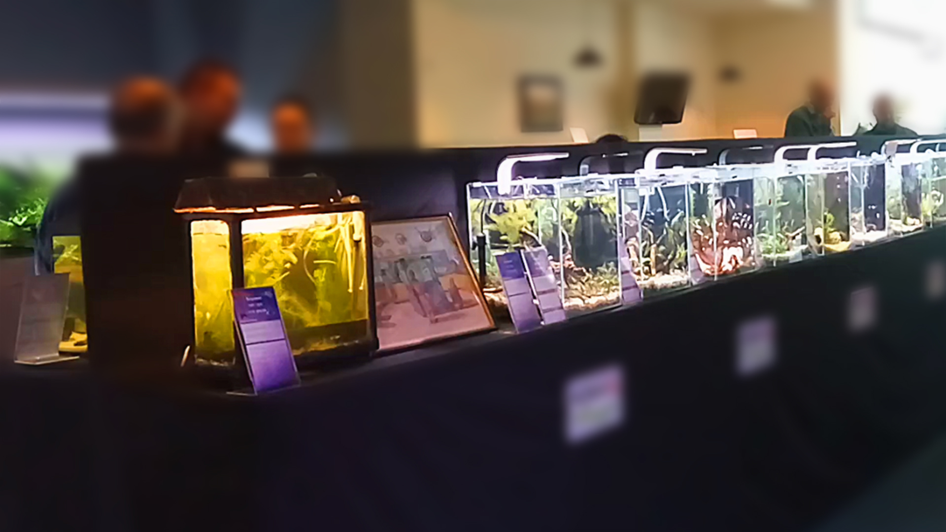 Приглашаю на ВЫСТАВКУ экспозицию АКВАРИУМНЫХ РЫБОК! смотреть онлайн