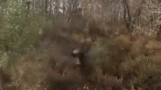 Опасный кабан смотреть онлайн
