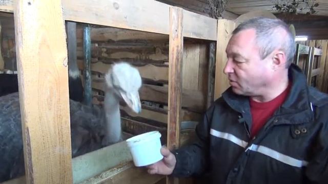 Страусы в Сибири смотреть онлайн