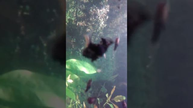 баллоны(черный,белый и желтый)