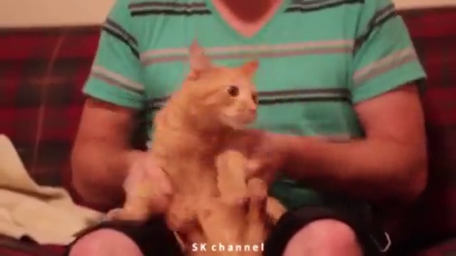 Русский кот танцор смотреть онлайн