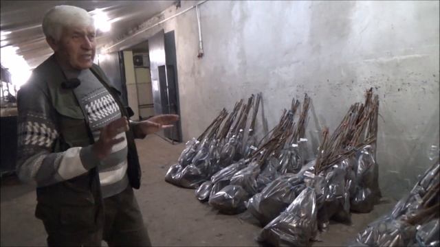 Подготовка саженцев к экспорту. Часть II. Ноябрь 2021