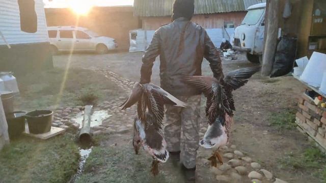 Деревенские хлопоты. Забой 50 гусей. Колем дрова.