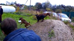 немецкие пинчеры