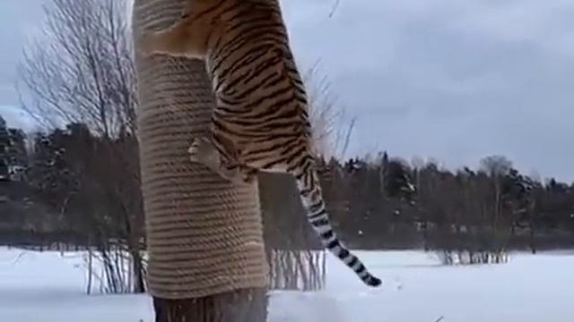 Домашние хищники #1 смотреть онлайн