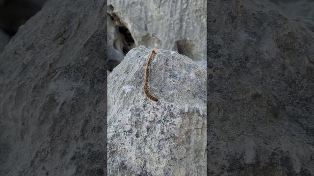 Ядовитые гусеницы - неочевидная опасность в лесах Анталии ? смотреть онлайн