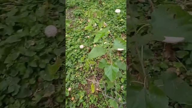 Кулинарный арт-объект