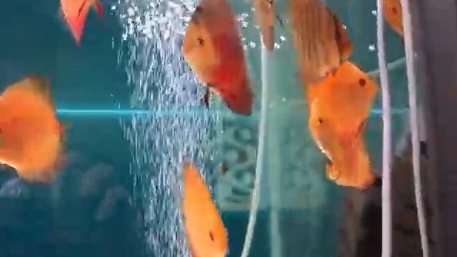 дискусы мальборо, кобальты, туркисы, голубиная кровь смотреть онлайн