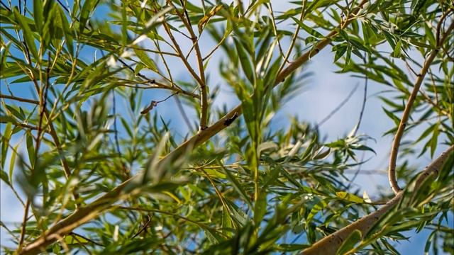 Посажу я Деревце М Тимурханова, муз Ю Потапенко, сл С Попова2 смотреть онлайн