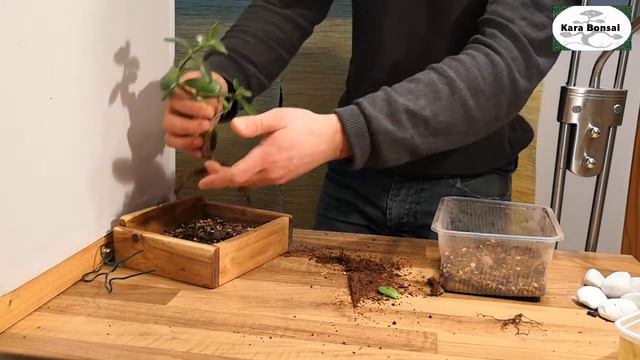 #0185-1 #Bonsai Geldbaum - Umtopfen Holzgefäß- Kara Bonsai - #Crassula Ovata -Jade - Potting in woo смотреть онлайн