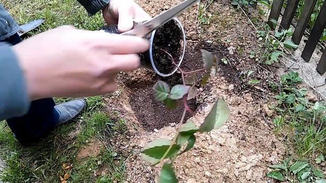 Ежевика#Посадка - Учимся вместе.