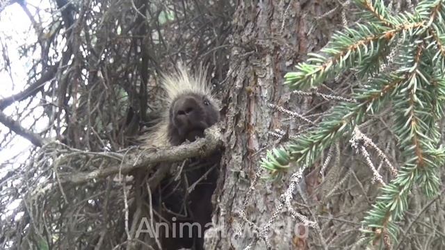 Жизнь животных грызунов: белка,кролик,хомяк,мыша,крыса смотреть онлайн