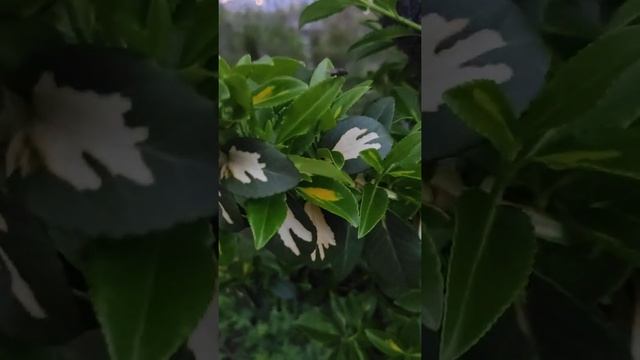Бересклет форчуна. Растения для сада. Елена Тамарина смотреть онлайн