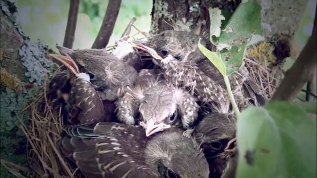Гнездо сойки и её птенцы (Jay`s nest and her chicks) смотреть онлайн