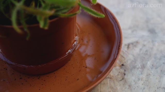 SUNDEW (DROSERA) CARE CONDITIONS | Carnivorous plants смотреть онлайн