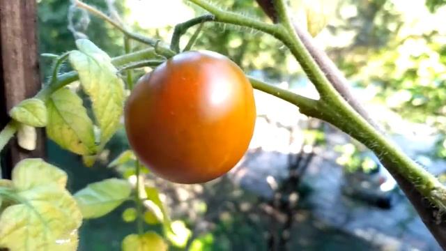 Огород на балконе. Урожай 2018 смотреть онлайн