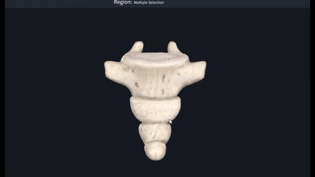 Копчик (Coccygis) 3D Анатомия смотреть онлайн