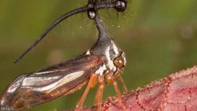 10 Weird Animals That Will Give You Chills смотреть онлайн