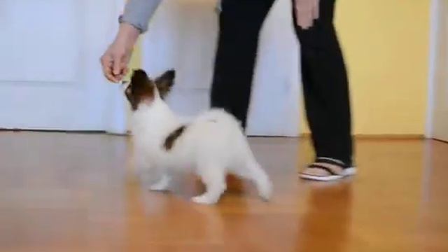 CODDY Laurettisza papillon male 11 weeks old cz3 смотреть онлайн