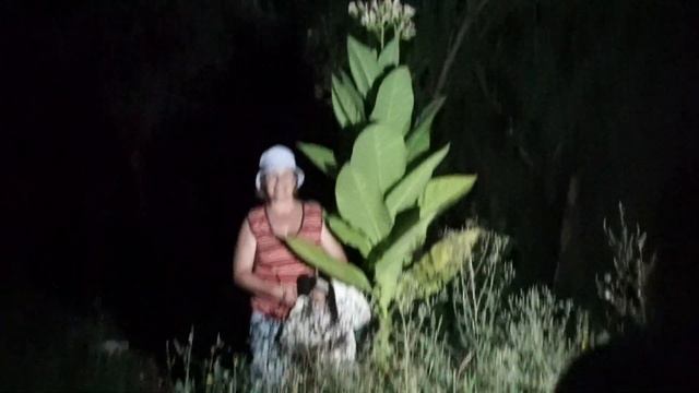 Растение табака. смотреть онлайн