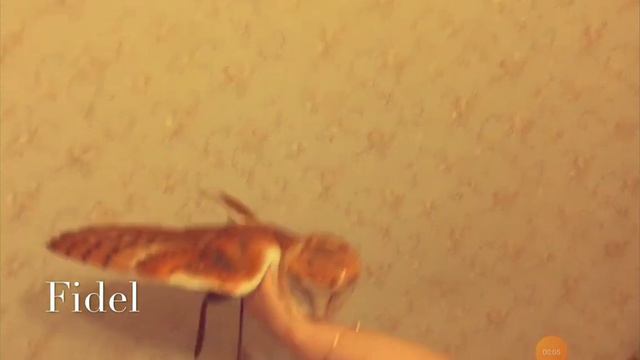 просто сипуха танцует смотреть онлайн