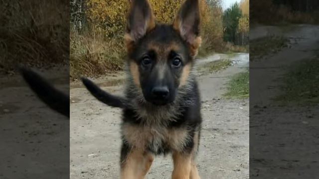 Щеночки.Сао .Но смотреть онлайн