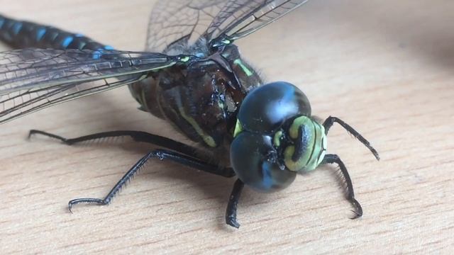 А вы видели как дышит стрекоза? смотреть онлайн