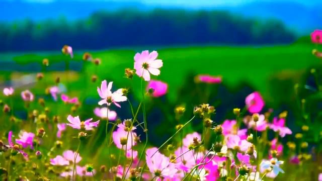 ЖЕНЩИНА НАСТОЯЩАЯ смотреть онлайн