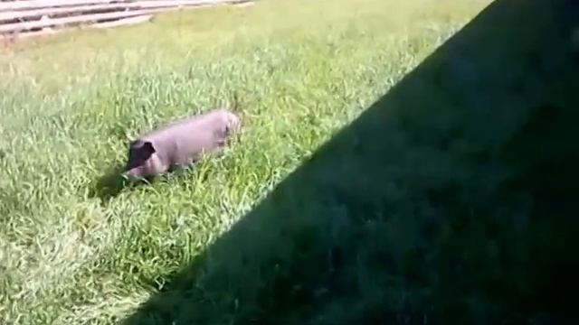 Вьетнамские вислобрюхие свиньи.Переезд в Новый свинарник 23.08.15г. смотреть онлайн