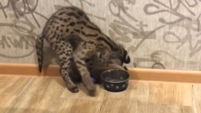 Показала лицо!!! Сервалы Шанти и Вир