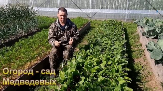 Какая подкормка сделает свеклу сладкой и красной смотреть онлайн