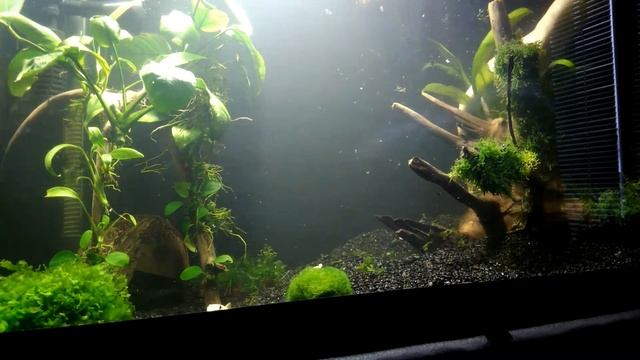 Оформление аквариума 80 литров смотреть онлайн