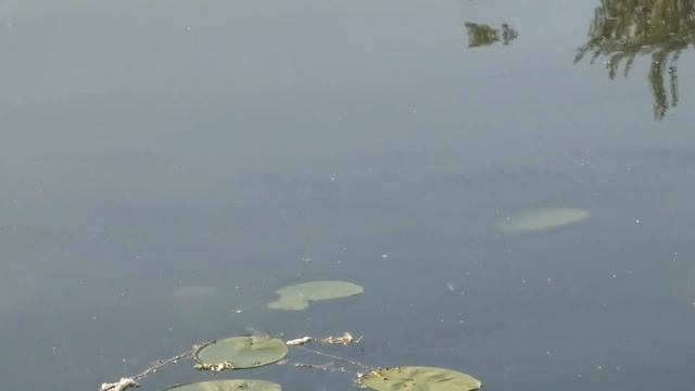Озеро Глухое Новосибирск 04.06.23 нерест карповых продолжаеться смотреть онлайн