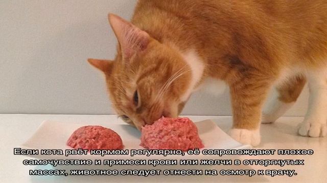 Почему кошка блюет после сухого корма смотреть онлайн