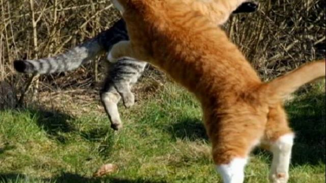 Мартовские коты