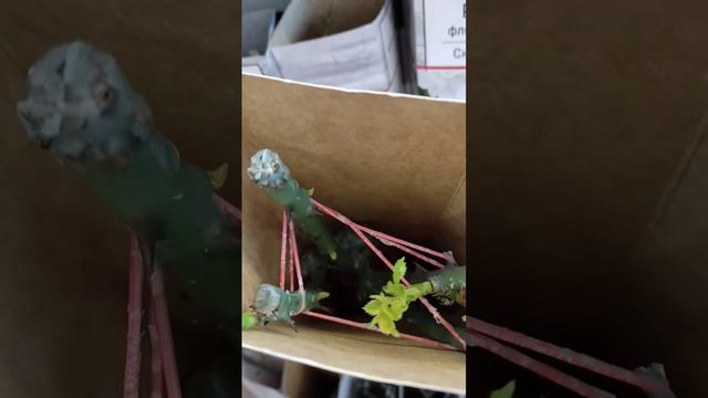 🌹РОЗА для рыбных блюд. смотреть онлайн