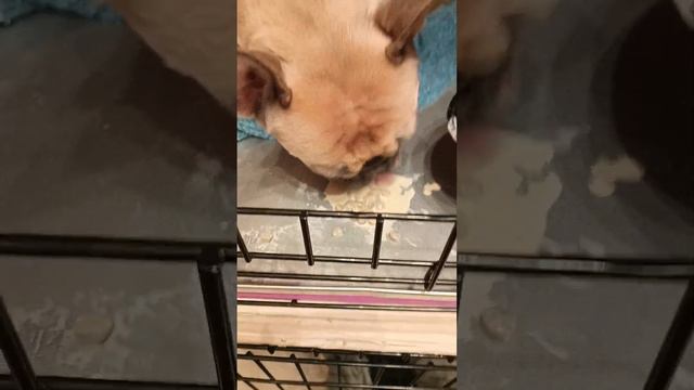 Как ест моя собака #short #дрессировка #собака #передержка #кинолог #гостиница #doghouse смотреть онлайн