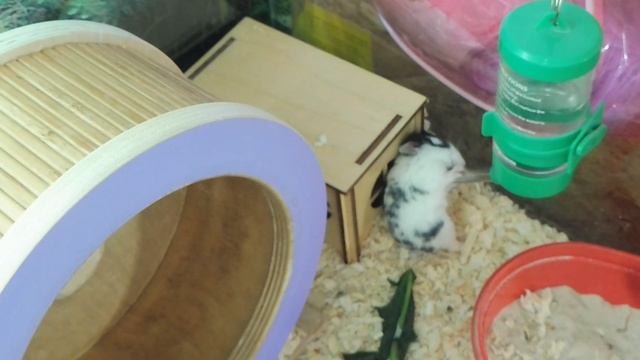 НОВАЯ мебель для хомячков #кэмпбелла ПЛЮСЫ и МИНУСЫ 04/08/2022 #хомки_кэмпбелла смотреть онлайн