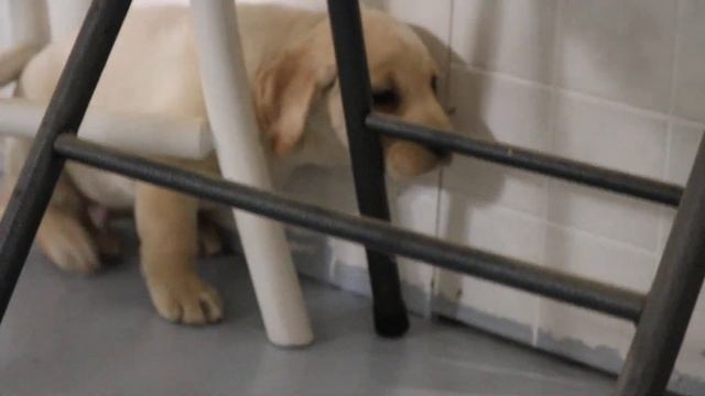 Yellow Labrador Retriever Puppies For Sale. смотреть онлайн