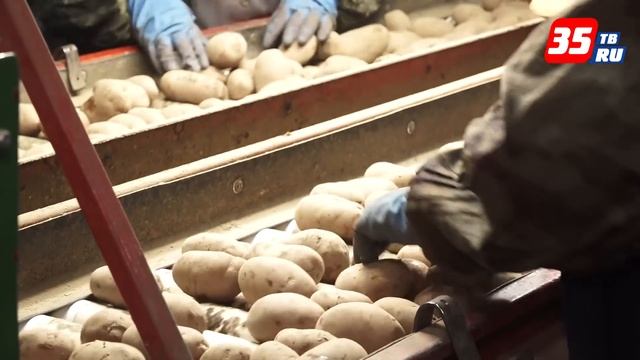 Под Вологдой заработал новый склад крупного овощехранилища смотреть онлайн