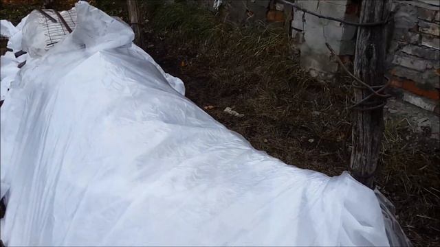 13 11 2020 Укрыли розы на даче Какое счастье! смотреть онлайн