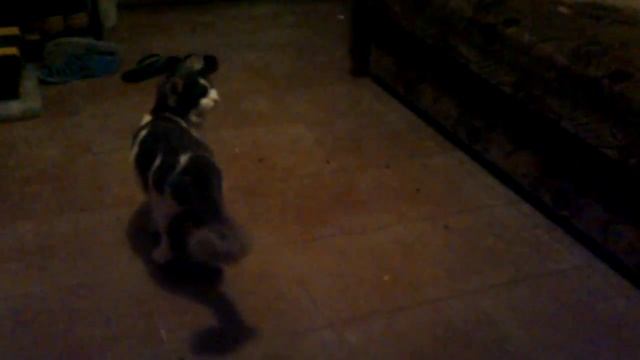 Как подшутить над кошкой?! Приколы 2015 смотреть онлайн