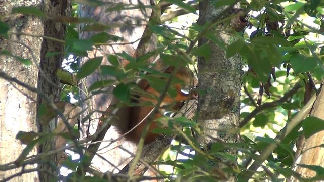 Squirrel makes noises after goshawk attack 🐿️🌳🦅 смотреть онлайн